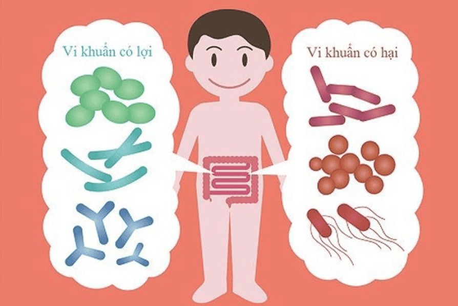 Sự khác biệt giữa lợi khuẩn và hại khuẩn